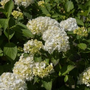 Hortensia 'Madame Emile Mouillere' P9/C1