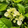 Hortensia 'Mariesii Perfecta' P9/C1