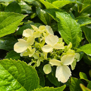 Hortensia 'Mariesii Perfecta' P9/C1