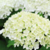 Vidjehortensia 'Annabelle'