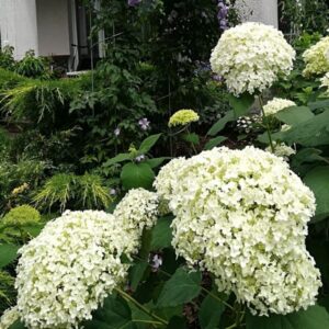 Alternative view of Vidjehortensia 'Annabelle'
