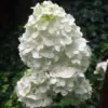 Vipphortensia 'Unique'