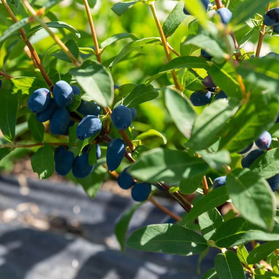 Blåbärstry 'Lori' P9/C1