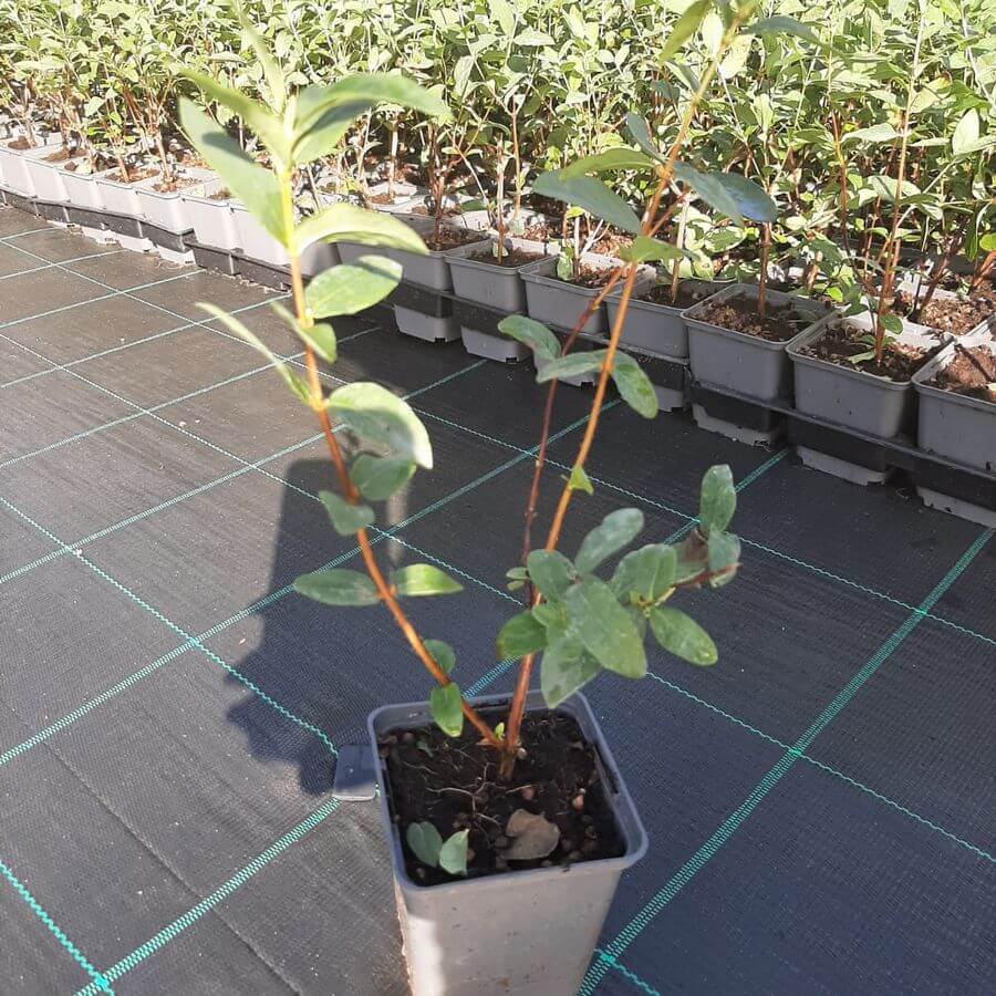 Blåbärstry 'Lori' P9/C1 - Bild 4