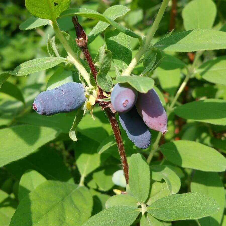 Blåbärstry 'Tomi' P9/C1