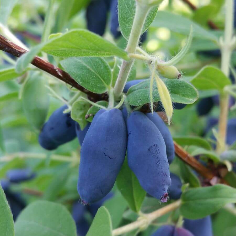 Blåbärstry 'Leningradskij Velikan' P9/C1