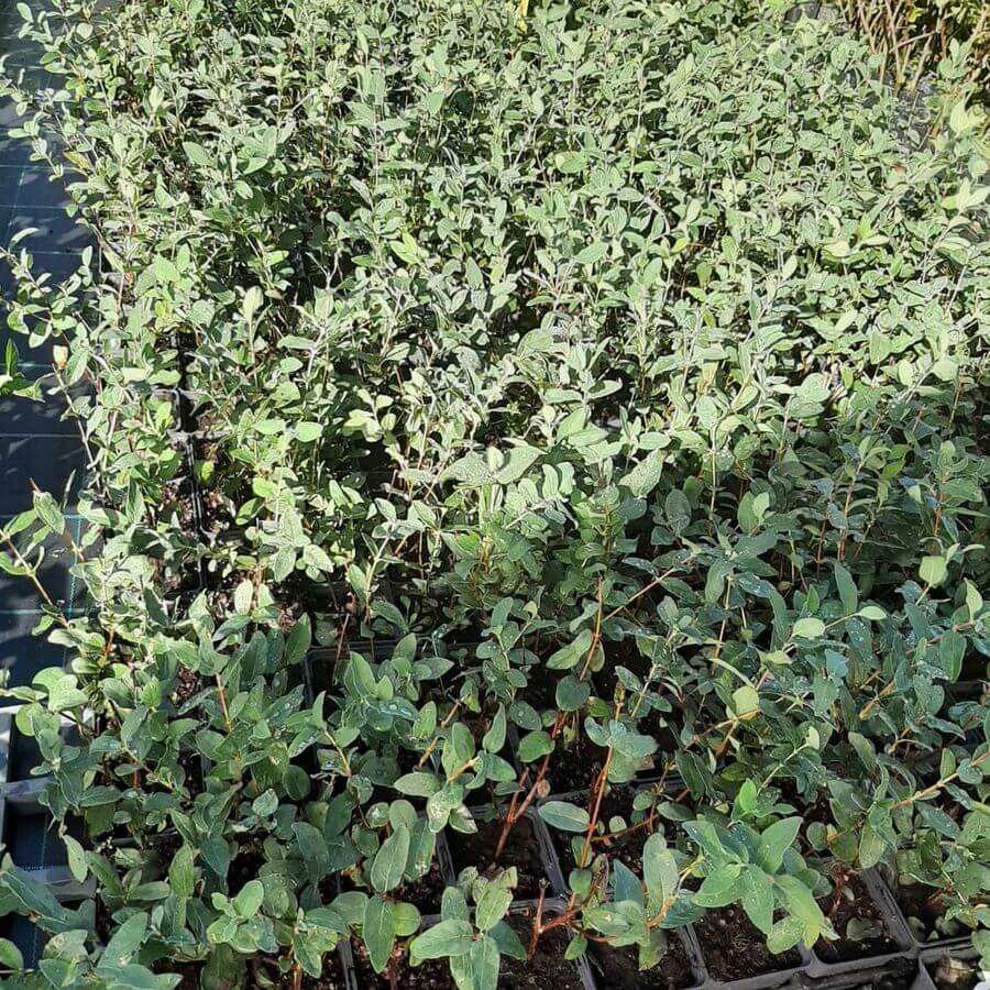 Blåbärstry 'Leningradskij Velikan' P9/C1 - Bild 2