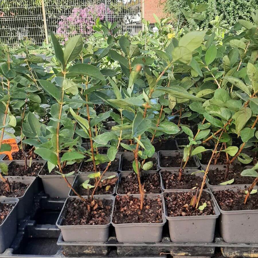 Blåbärstry 'Leningradskij Velikan' P9/C1 - Bild 3