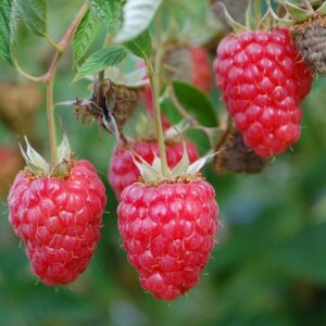 Trädgårdshallon 'Willamette' P9/C1