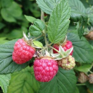 Trädgårdshallon 'Malling Promise' P9/C1