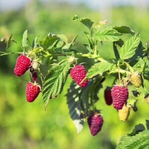 Trädgårdshallon 'Schönemann' P9/C1