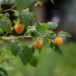 Hösthallon 'Allgold' P9/C1