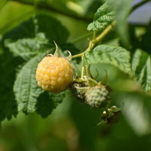 Alternative view of Hösthallon 'Allgold' P9/C1