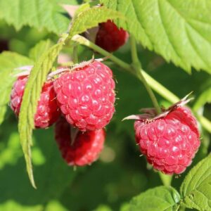 Hösthallon 'Autumn First' P9/C1