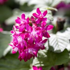 Alternative view of Rosenrips 'Pulborough Scarlet'