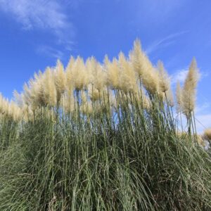 Pampasgräs 'Selloana'