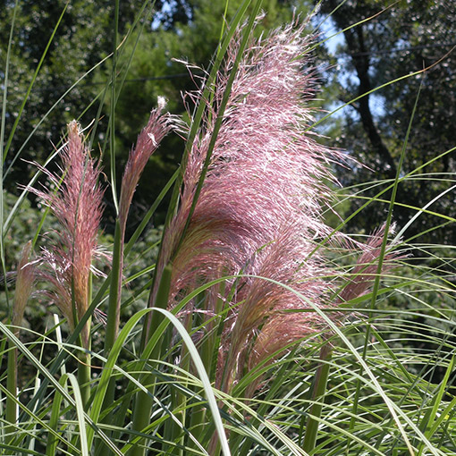 Pampasgräs 'Rosea'