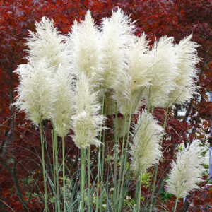 Pampasgräs 'White Plume'