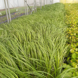 Alternative view of Pampasgräs 'White Plume'