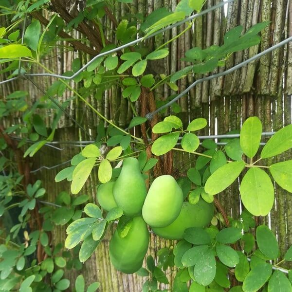 Fembladig akebia ’Quinata’ - Bild 2