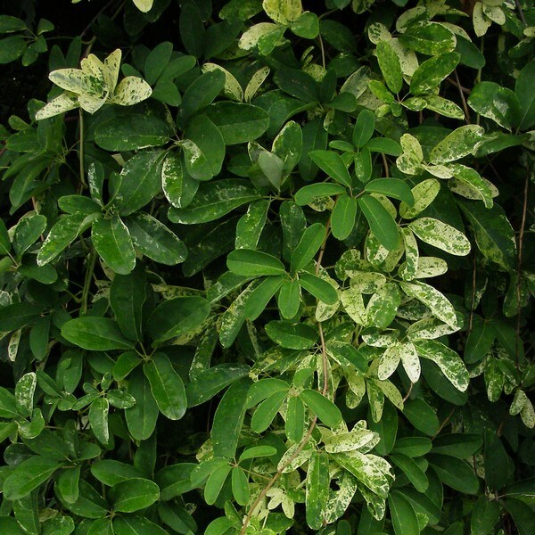 Fembladig akebia ’Quinata’ - Bild 3