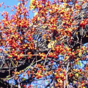 Japansk träddödare ’Diana’ (honplanta)