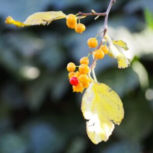 Japansk träddödare 'Herkules' (hanplanta)