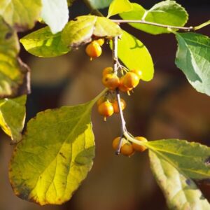 Alternative view of Japansk träddödare 'Herkules' (hanplanta)