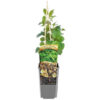 Japansk träddödare 'Herkules' (hanplanta)