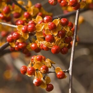 Japansk träddödare 'Duo' (sambyggare, tvåkönad) P9/C1