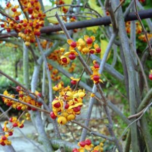 Alternative view of Japansk träddödare 'Duo' (sambyggare, tvåkönad) P9/C1