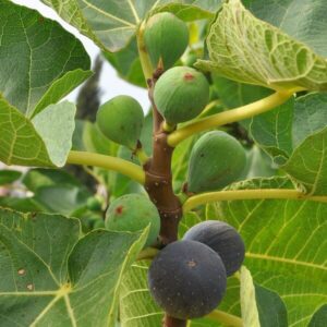 Adriafikon 'Brown Turkey'