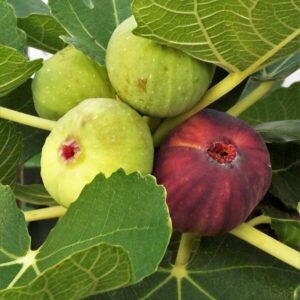 Alternative view of Adriafikon 'Brown Turkey'