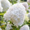 Vipphortensia 'Silver Dollar'