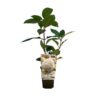 Vipphortensia 'Silver Dollar'