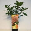 Vipphortensia 'Dharuma'