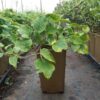 Klätterhortensia 'Miranda'
