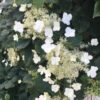 Klätterhortensia 'Petiolaris'