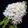 Syrenhortensia 'Grandiflora'
