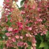 Vipphortensia 'Pink Diamond'