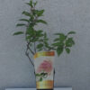 Vipphortensia 'Pink Diamond'