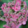 Vipphortensia 'Pink Lady'