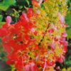Vipphortensia 'Red Star'