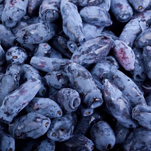 Blåbärstry ’Kamczadalka’ P9/C1