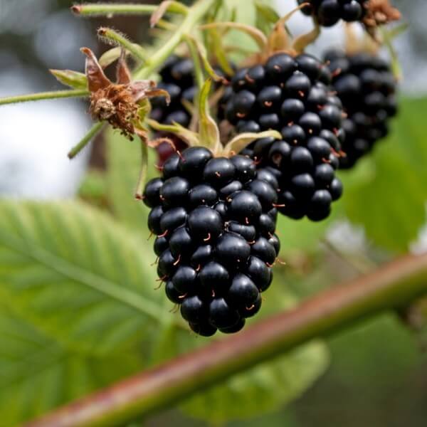 Björnbär 'Navaho' P9/C1