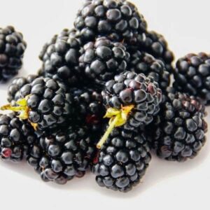 Alternative view of Björnbär 'Navaho' P9/C1