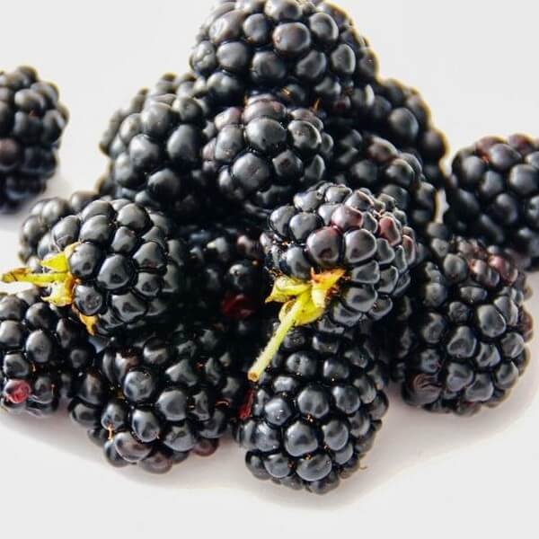 Björnbär 'Navaho' P9/C1 - Bild 2