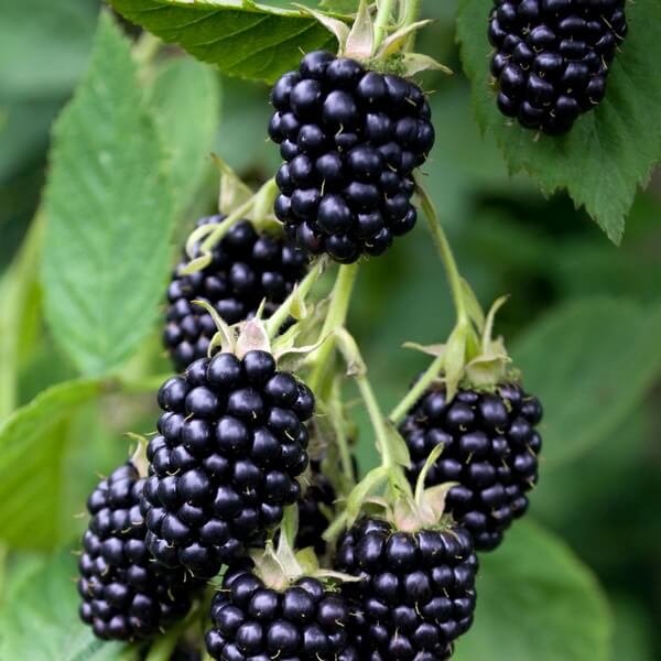 Björnbär 'Navaho' P9/C1 - Bild 3