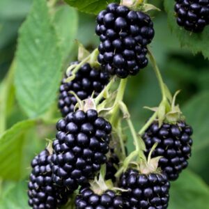 Björnbär 'Triple Crown' P9/C1