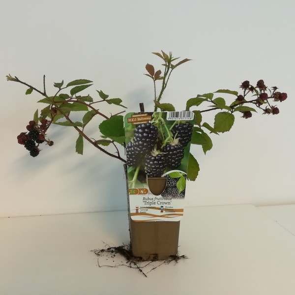 Björnbär 'Triple Crown' P9/C1 - Bild 2